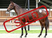 ZOUSTAR x FRIM AND FROME FILLY..